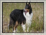 Czarno-bia�y, Collie